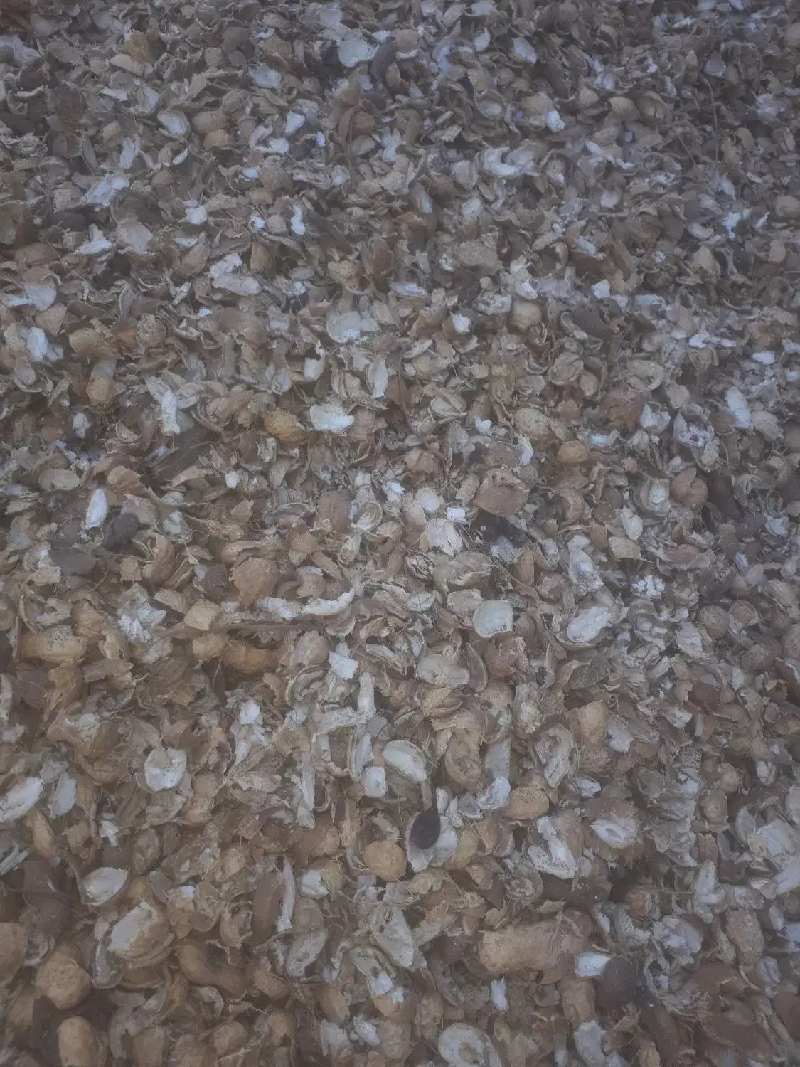 پوست بادام زمینی برای کمپوست و کاغذسازی|خدمات باغبانی و درختکاری|پارسآباد, |دیوار