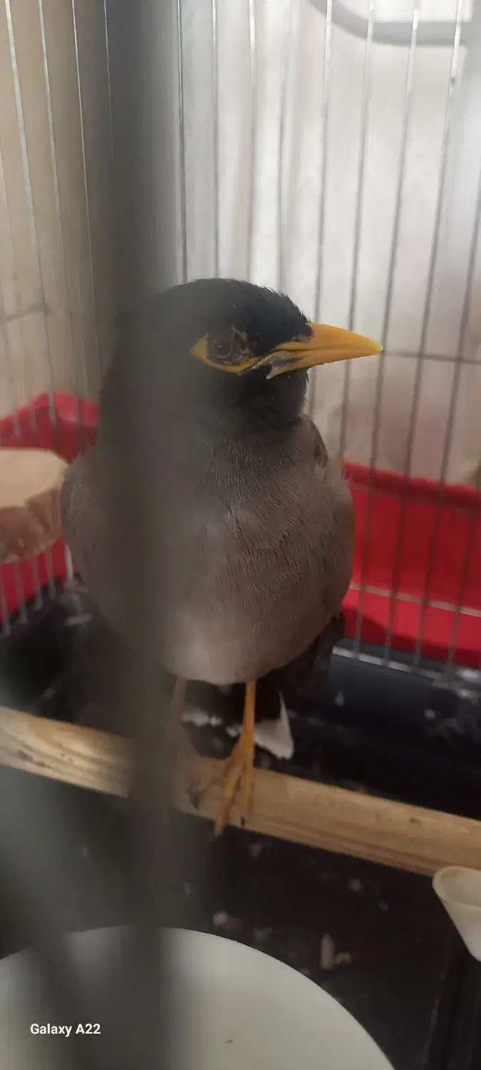 مینا دستی خانگی|پرنده|اصفهان, محمودآباد|دیوار