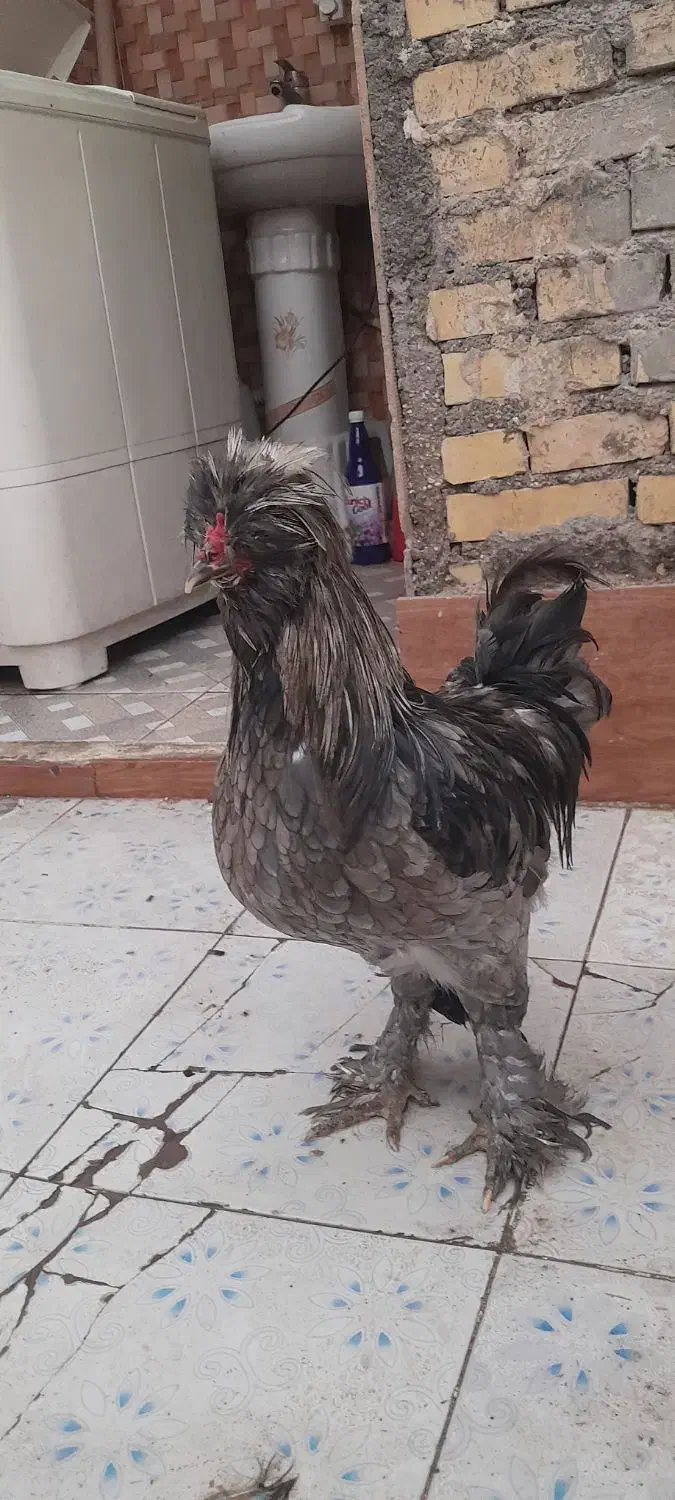 خروس...|حیوانات مزرعه|بندر ماهشهر, |دیوار