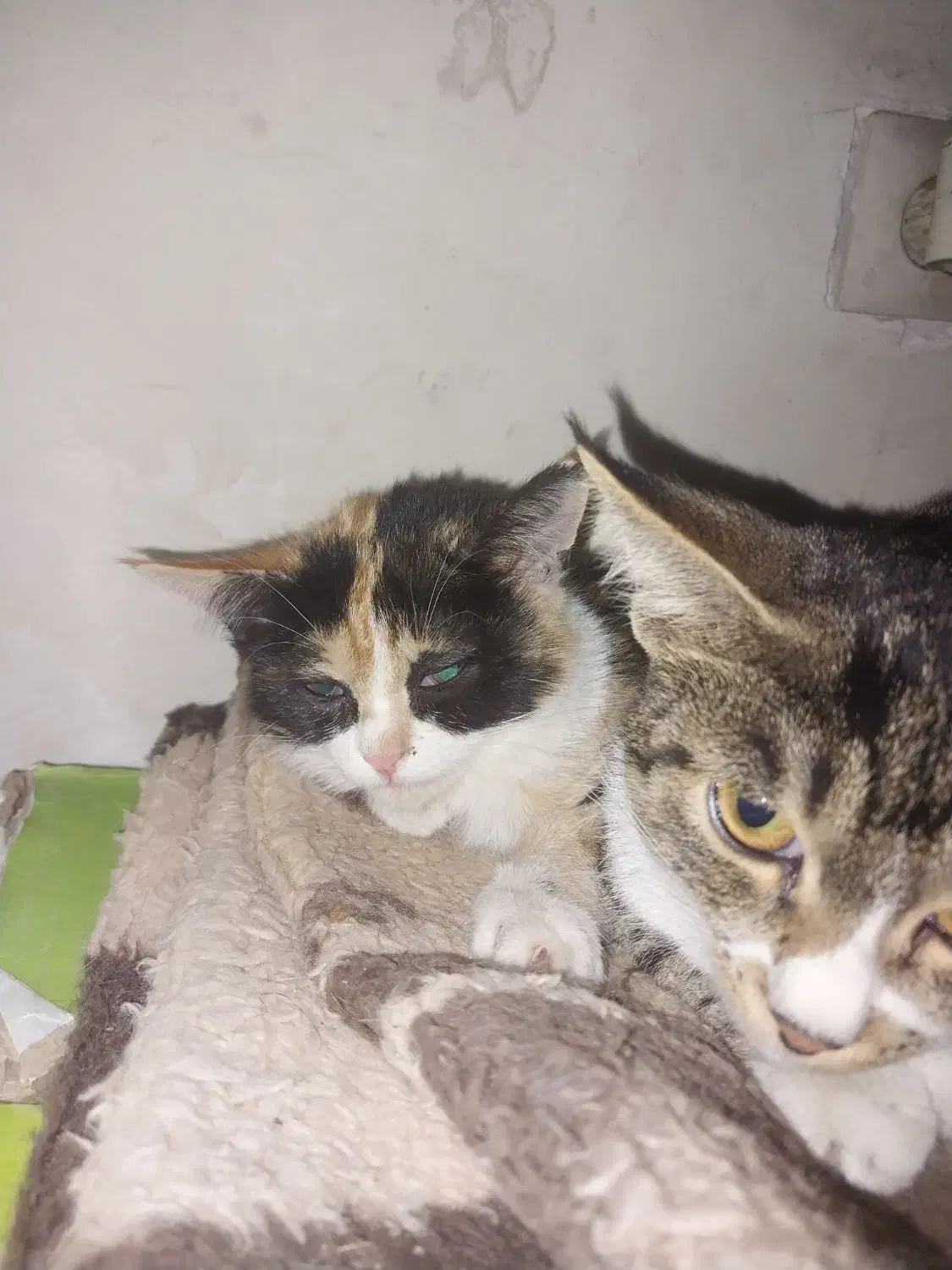 واگذاری 4عدد بچه گربه 2ماهه|گربه|کرمانشاه, |دیوار