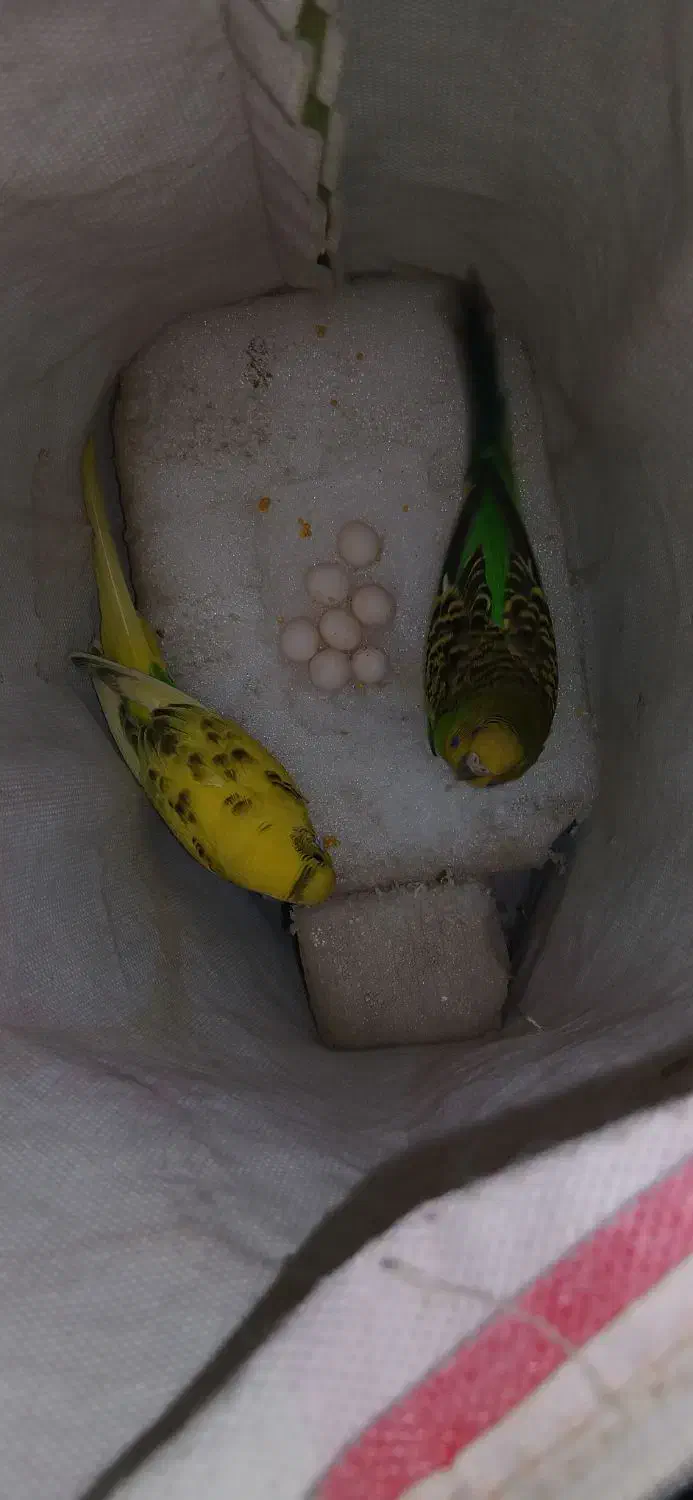 مرغ عشق رو تخم کار داده|پرنده|قزوین, |دیوار