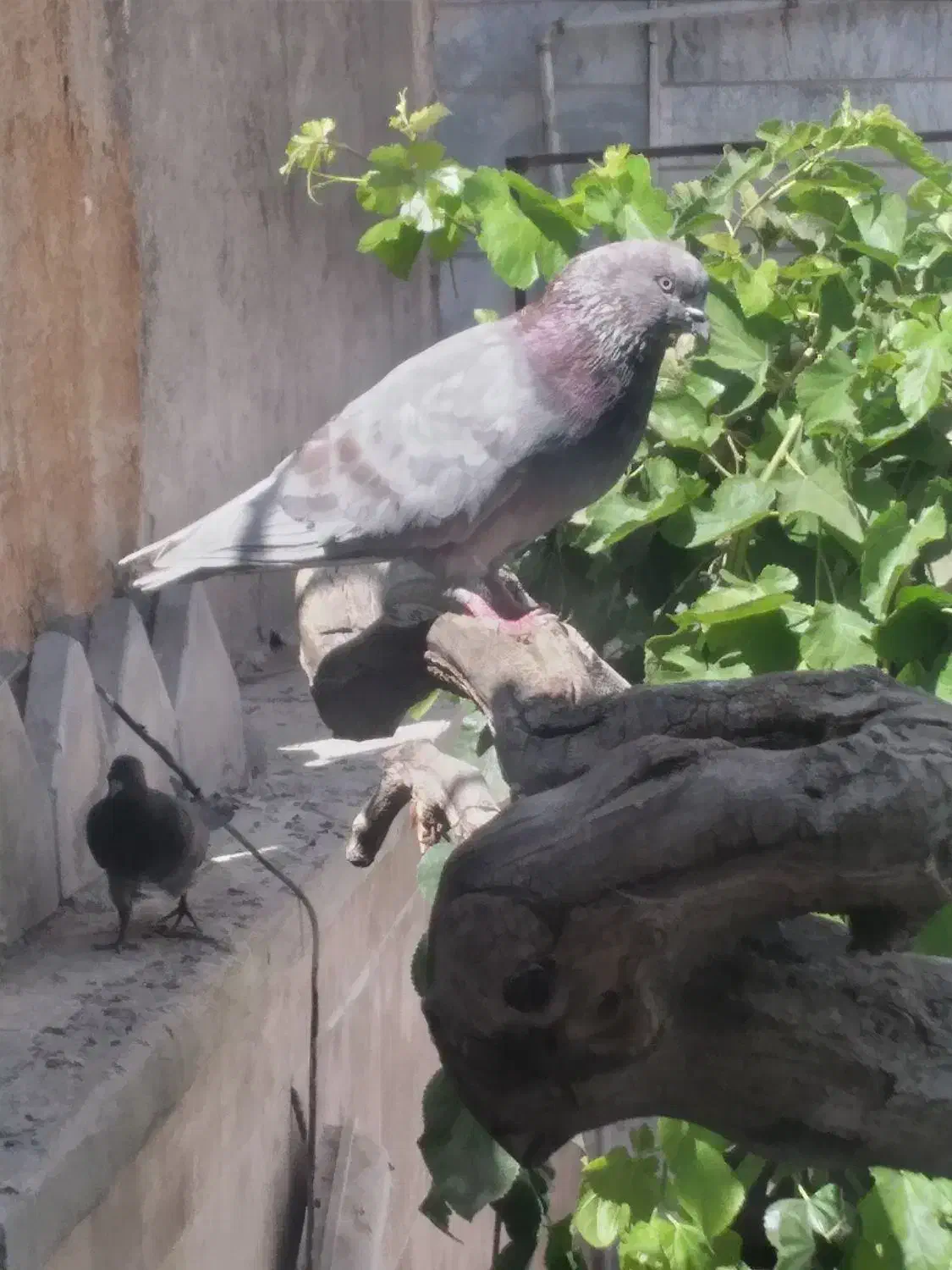 کبوتر نوک قنار و کبوتر پرشی ساعتی|پرنده|شهریار, شهریار|دیوار