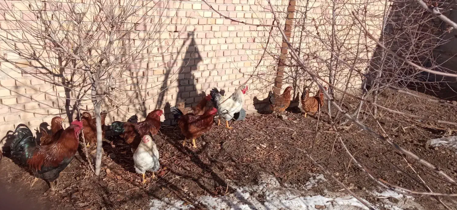 تعداد 16عددمرغ وخروس بفروش می رسد|حیوانات مزرعه|ورزقان, |دیوار