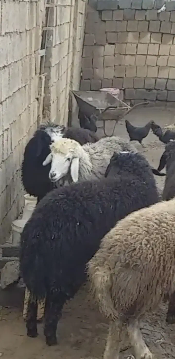بره گوسفند ماده شین بش گوشواره دار|حیوانات مزرعه|اشنویه, |دیوار