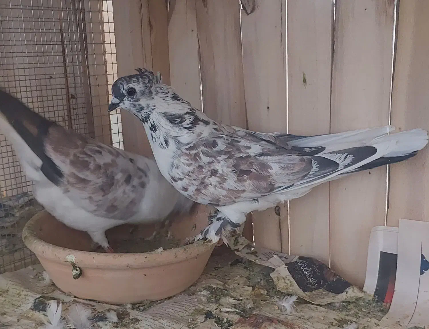 بوربوری دم سفید وشازده زرد کاکلی چکمه ای|پرنده|قم, کاسه گران|دیوار