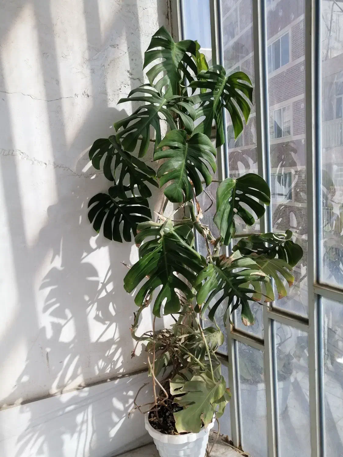 گل برگ انجیری|گل و گیاه طبیعی|نهاوند, |دیوار