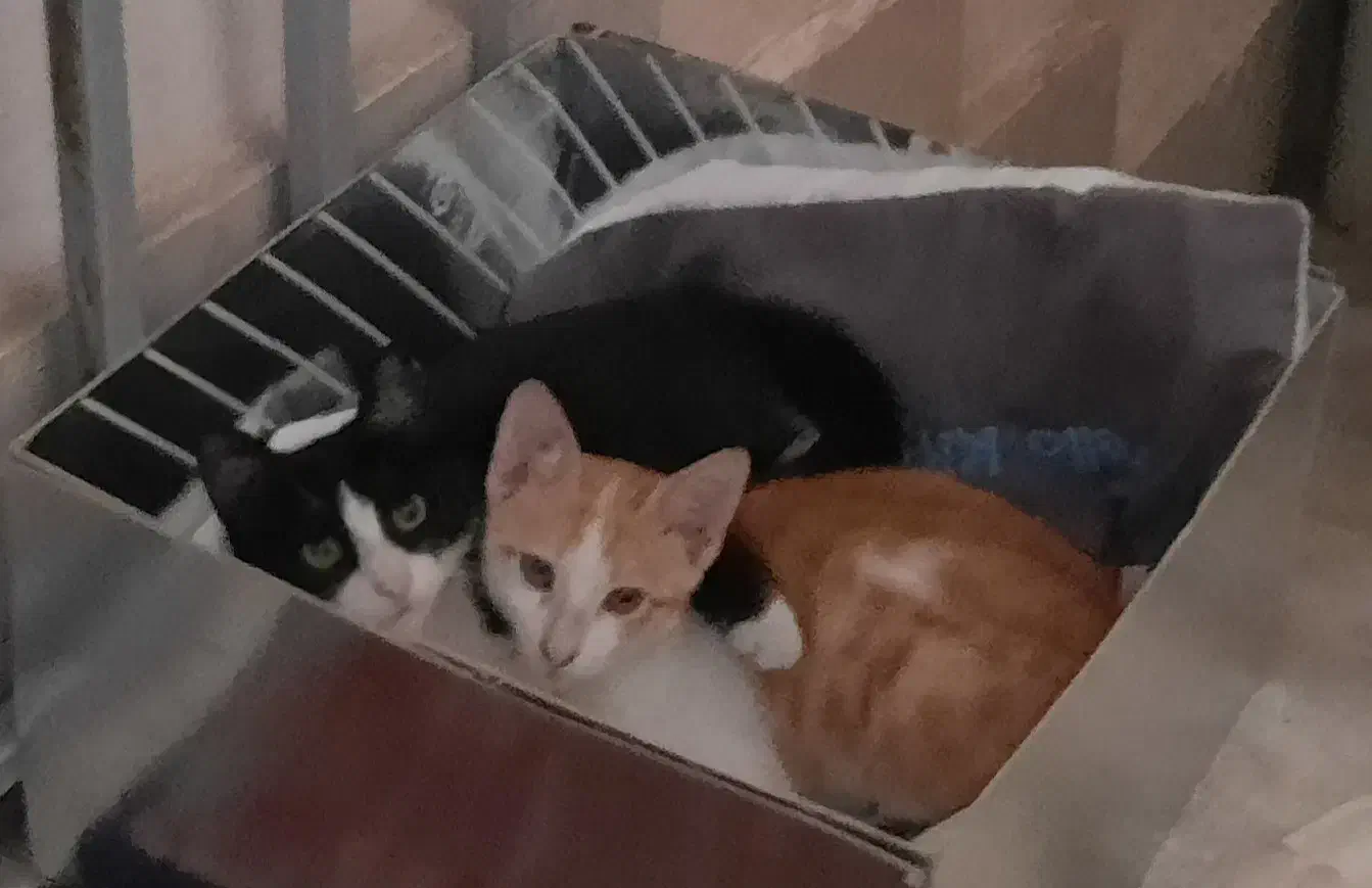 واگذاری رایگان دو گربه|گربه|رشت, لاکان شهر|دیوار