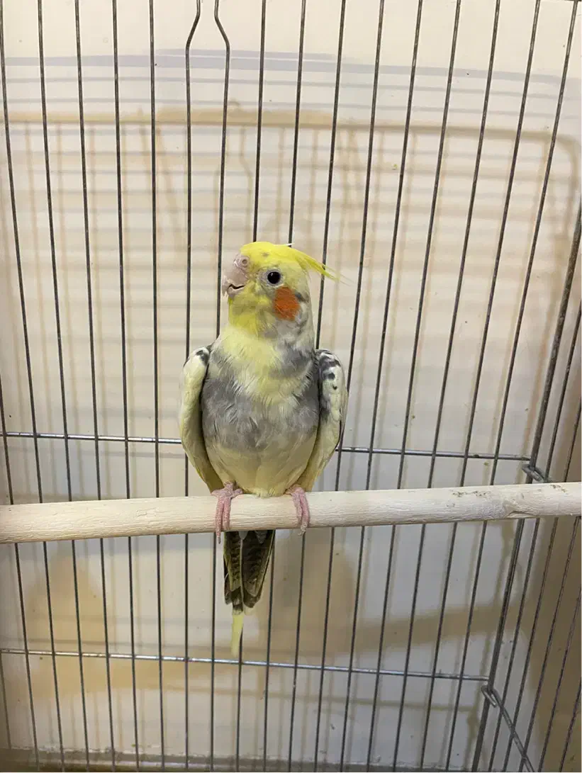 عروس هلندی نر بالغ|پرنده|رباطکریم, رباطکریم|دیوار