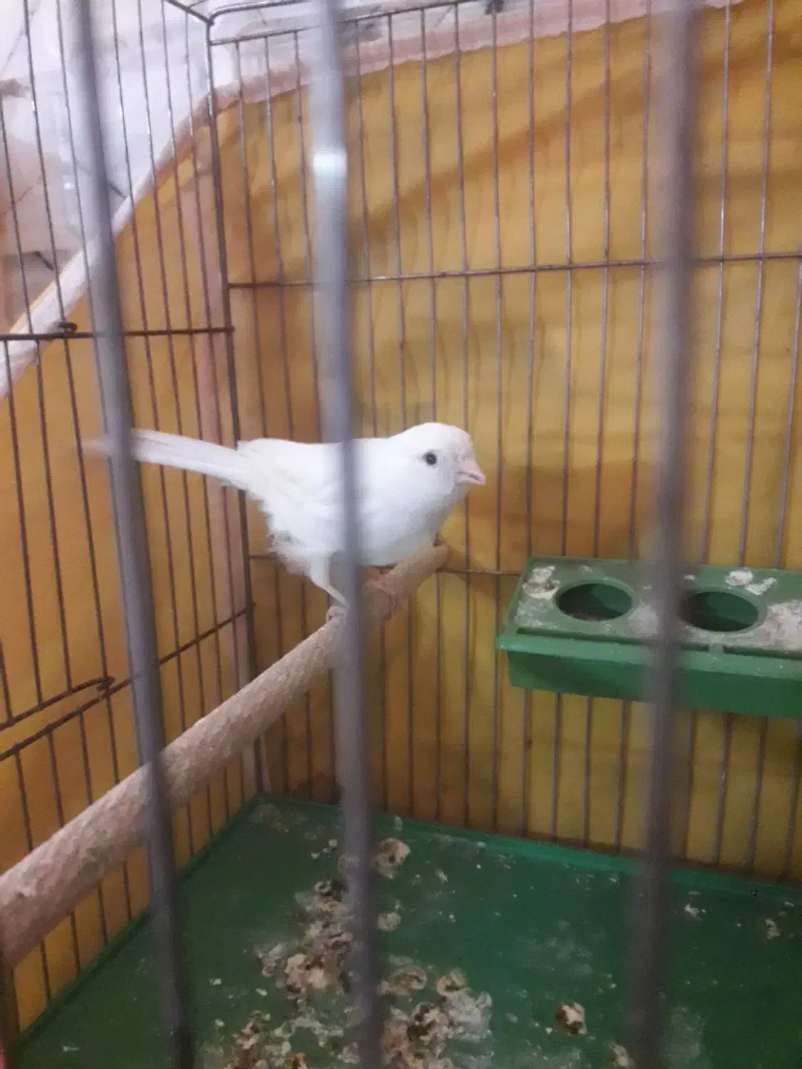 ۲عدد قناری ماده آماده|پرنده|اصفهان, زهران|دیوار