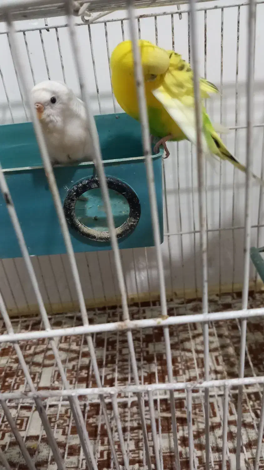 مرغ عشق|پرنده|نوشین شهر, |دیوار