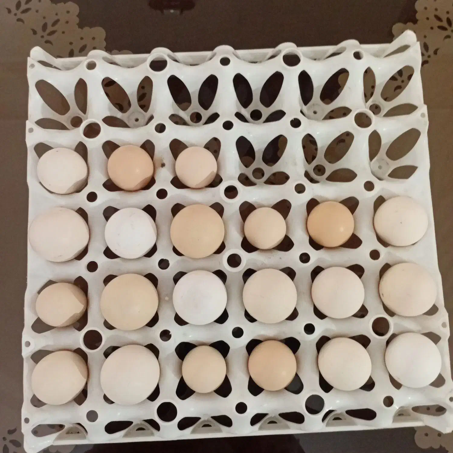 تخم نطفه دارمرغ مینیاتوری|حیوانات مزرعه|پاکدشت, پاکدشت (مامازند)|دیوار