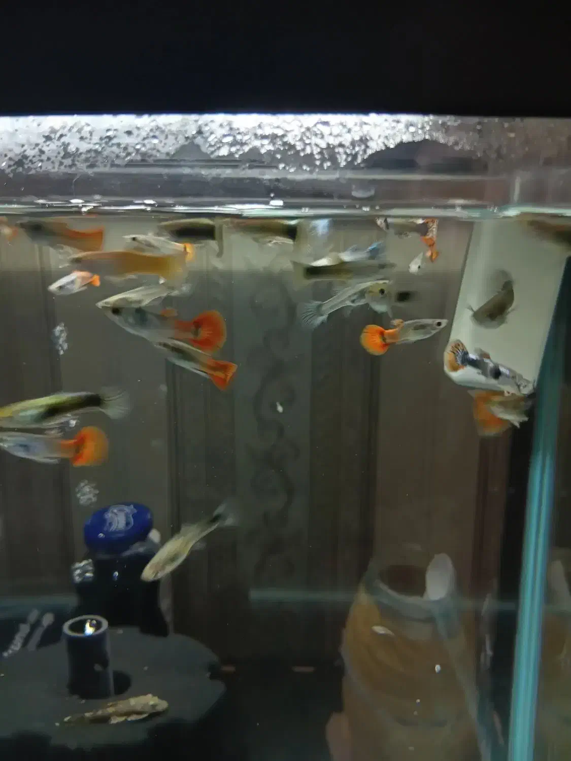 ماهی گوپی|ماهی|فردیس, خیام شرقی|دیوار