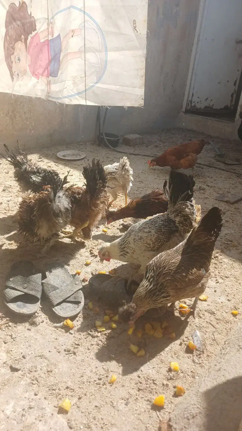 تعدادی مرغ و خروس رسمی اصل|حیوانات مزرعه|قم, شهرک امام حسین|دیوار