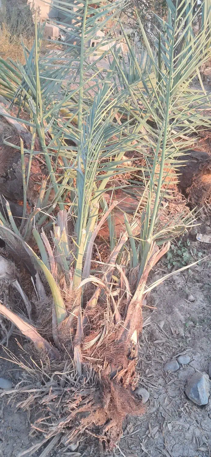 فسیل کنی حرس و فروش فسیل کلیته مرداسنگ مضافتی ..|گل و گیاه طبیعی|جیرفت, |دیوار