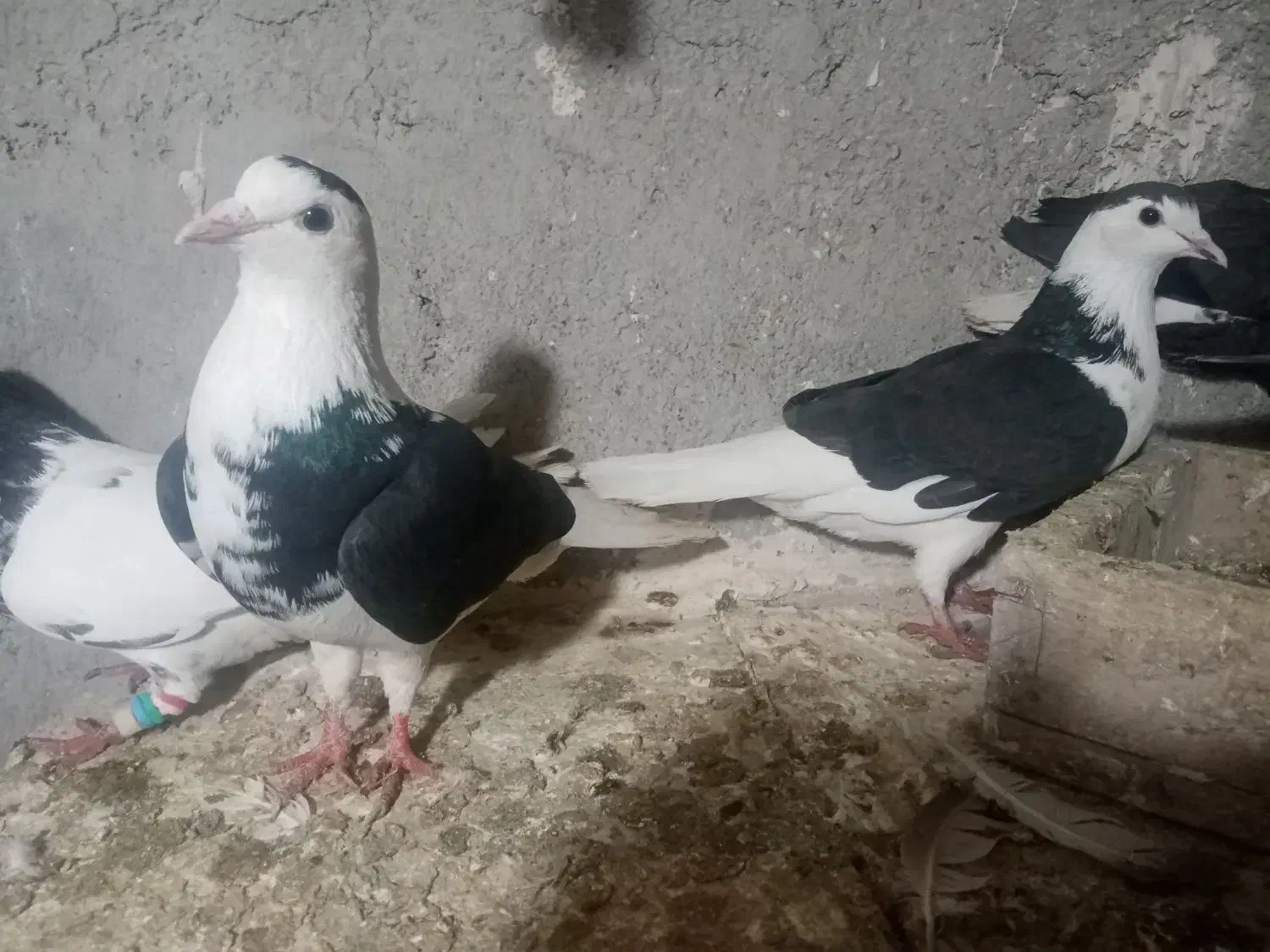 غهخبلهتت|کالسکه و لوازم جانبی|شادمهر, |دیوار