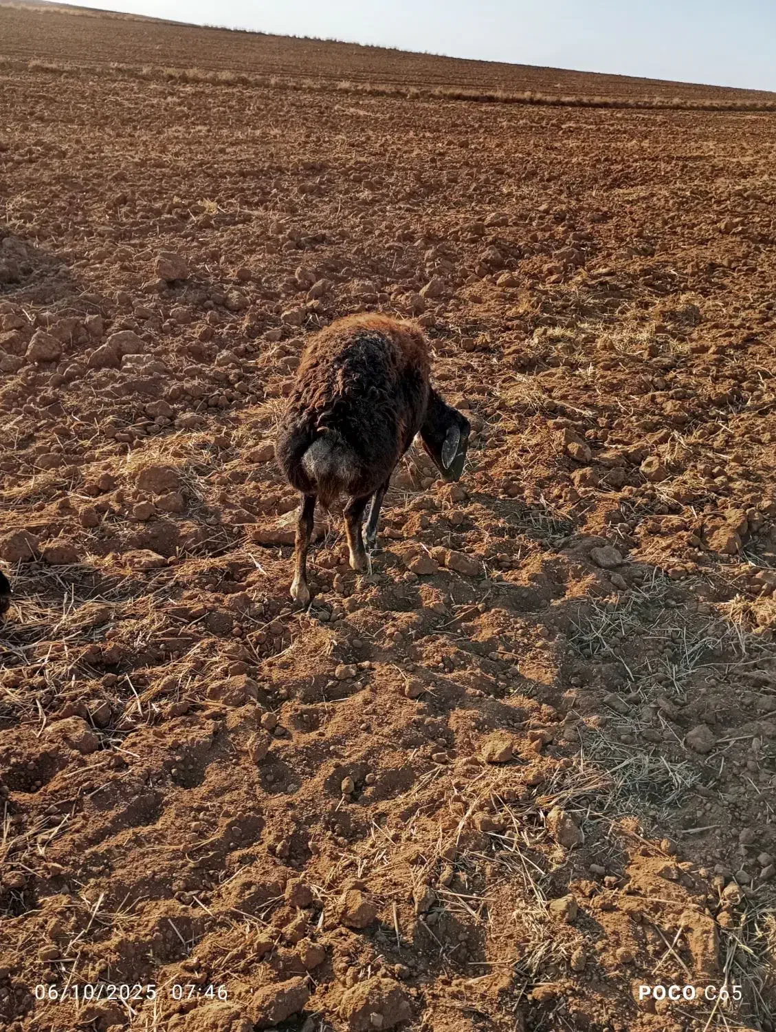 یک عدد گوسفند چال|حیوانات مزرعه|حلب, |دیوار