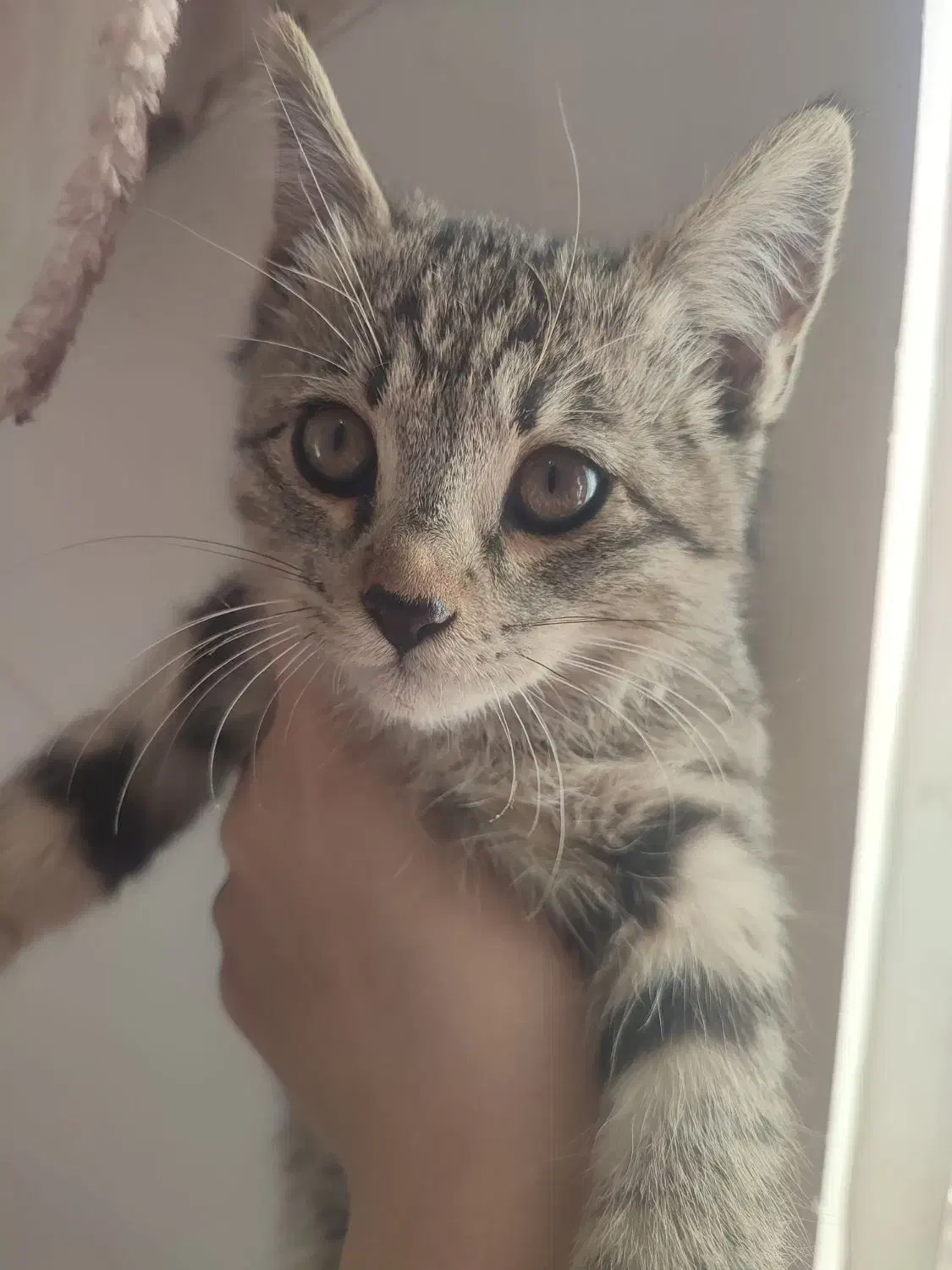 بچه گربه|گربه|نیشابور, گنبد سبز|دیوار