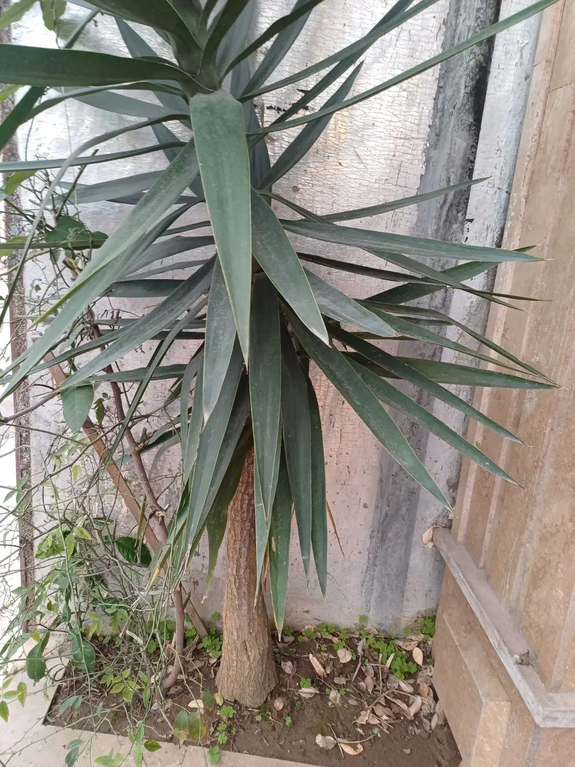 یوکا|گل و گیاه طبیعی|تولم شهر, |دیوار