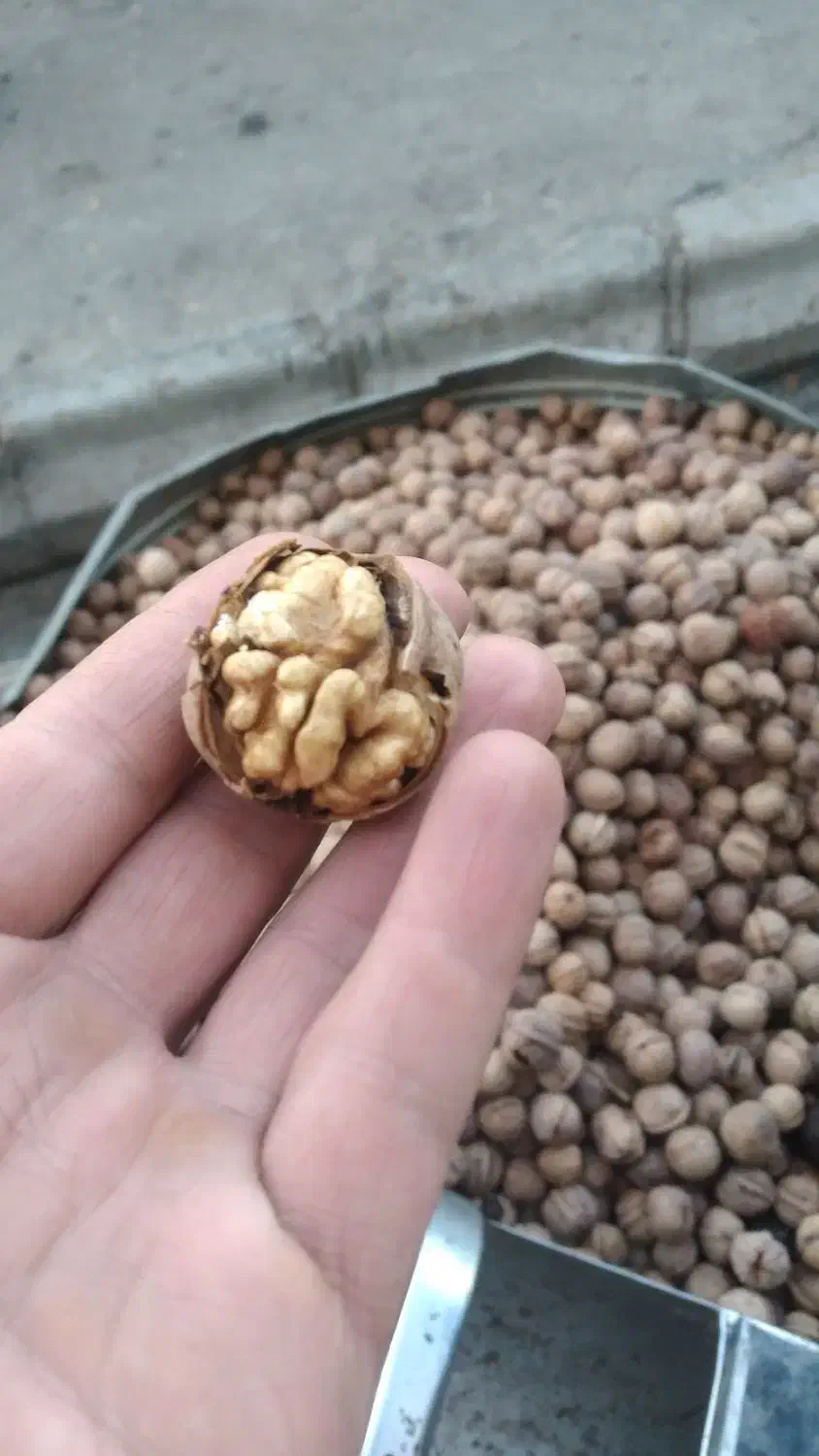 رب گوجه دیای ۶۰۰ کشمش پلویی علا ۴۰۰|خوردنی و آشامیدنی|یزد, |دیوار