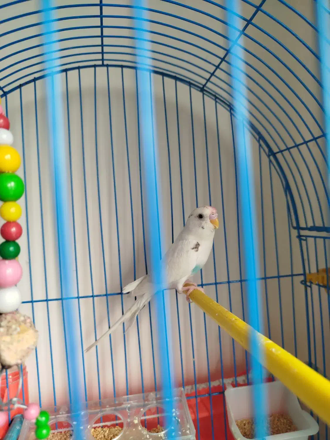 مرغ عشق همراه قفس|پرنده|تبریز, |دیوار