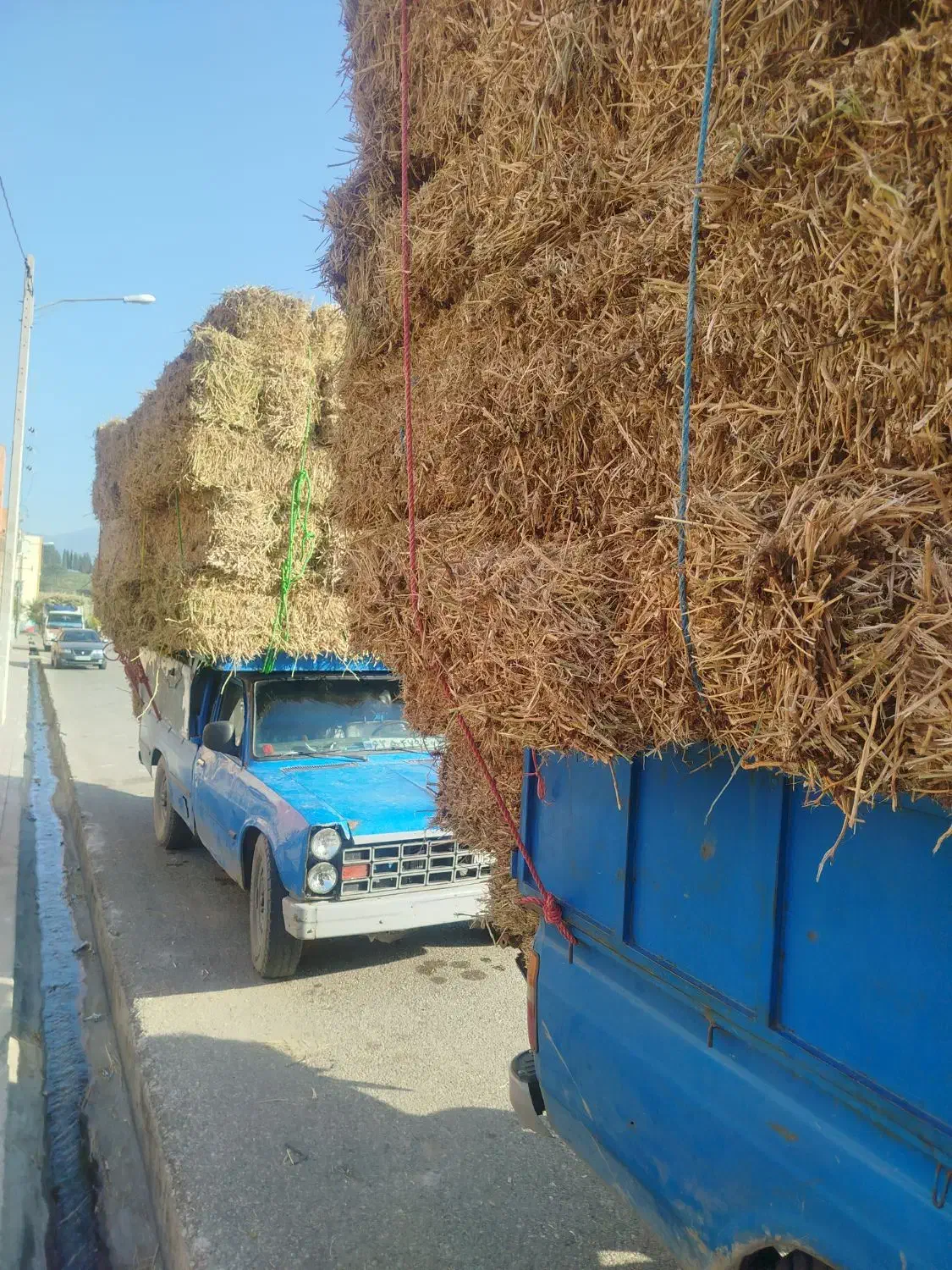 کاه گندم شالی لوبیا|عمده‌فروشی|آزادشهر, |دیوار