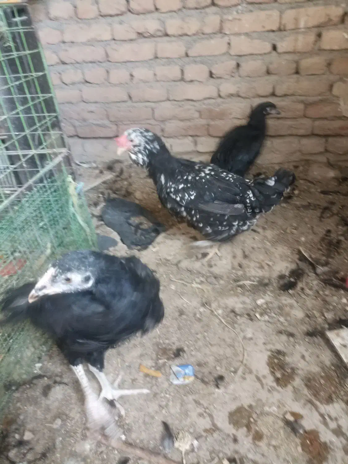 مرغ گلین جوان|حیوانات مزرعه|باسمنج, |دیوار