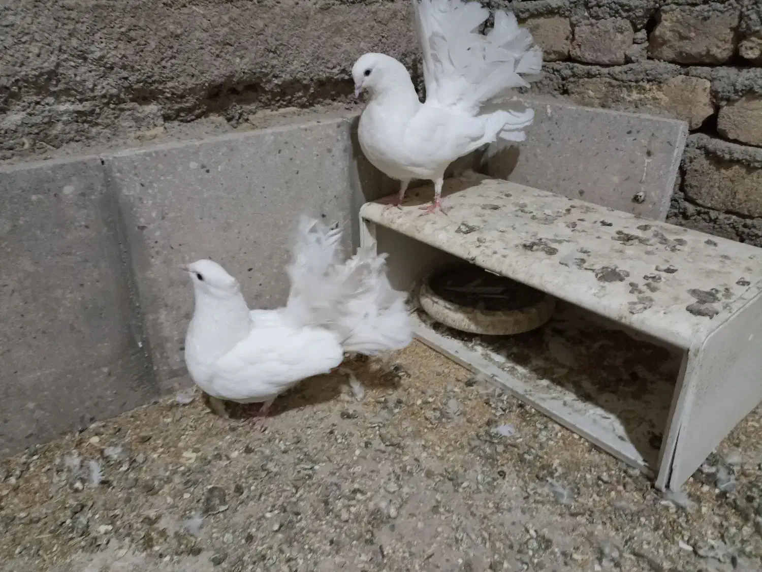 کفتر یا کبوتر دم چتری زینتی|پرنده|پاکدشت, پاکدشت (مامازند)|دیوار