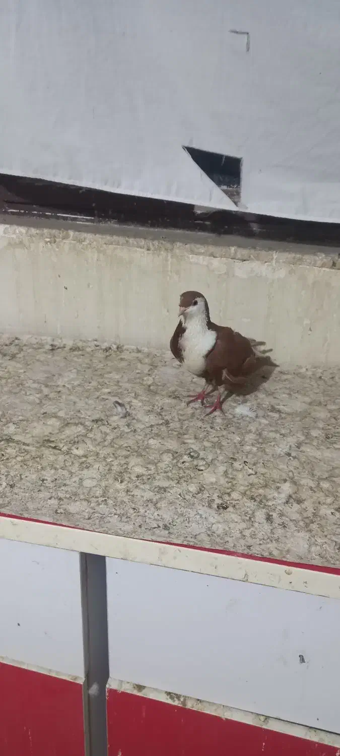 کفتر  صید رنگه|پرنده|مشهد, قائم|دیوار