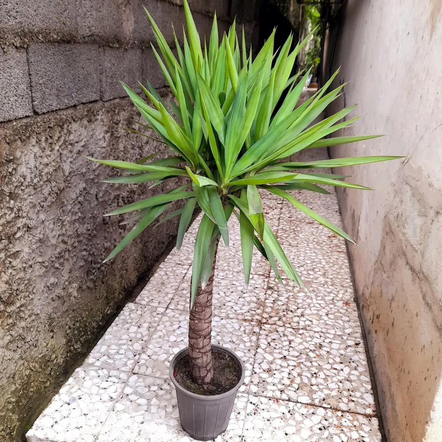 یوکا سالم ریشه پر فقط و فقط ۳۰۰|گل و گیاه طبیعی|آمل, |دیوار