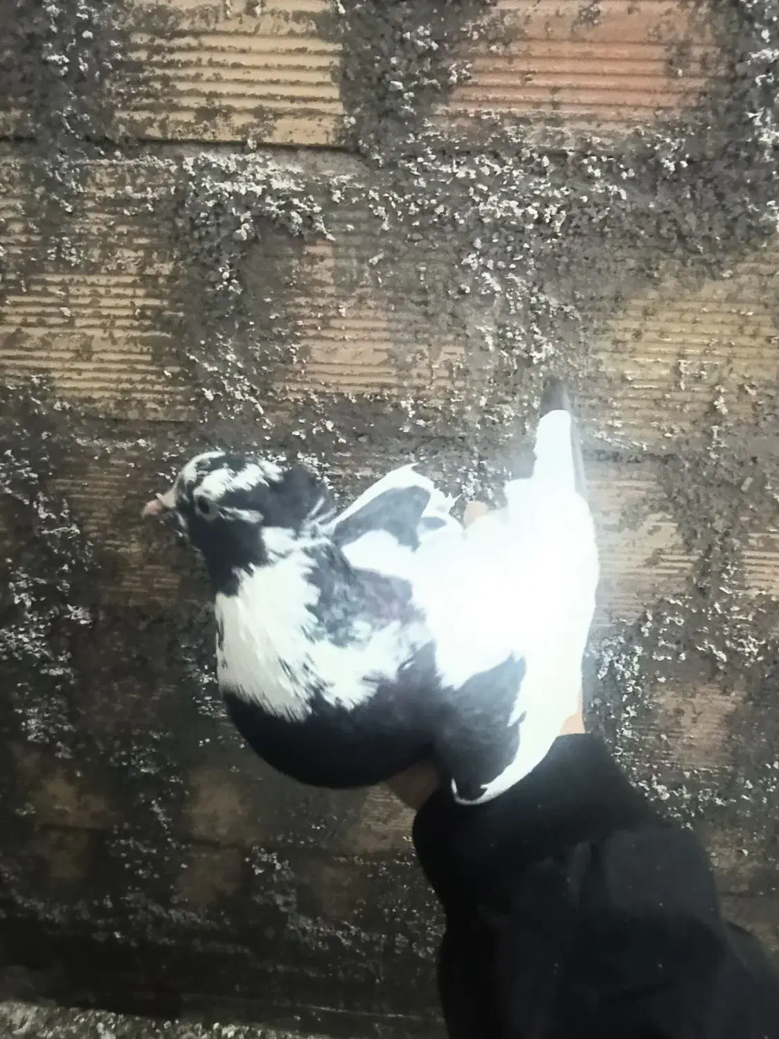 کبوتر شاپر|پرنده|ملکشاهی, |دیوار