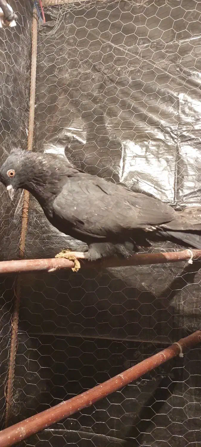 کفتر پرشی|پرنده|مشکین‌دشت, |دیوار