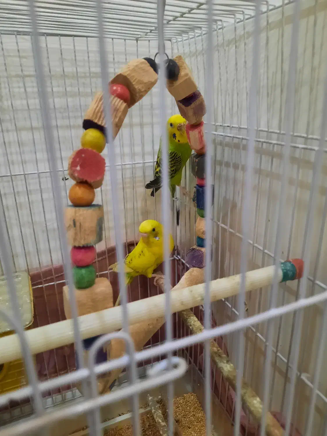 مرغ عشق با قفسه|پرنده|تهران, دکتر هوشیار|دیوار