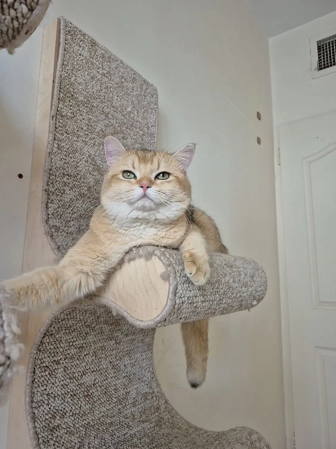 جفت گیری و جفت یابی گربه بریتیش|گربه|تهران, مرزداران|دیوار