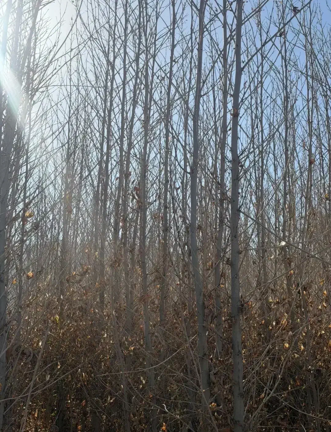 نهال چنار|گل و گیاه طبیعی|کرمان, |دیوار