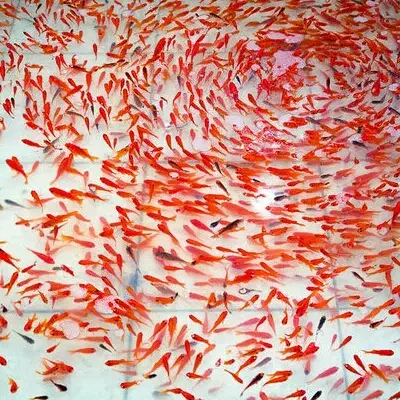 ماهی قرمز  دوسانت و سه سانتی|ماهی|سبزوار, قصبه شرقی|دیوار