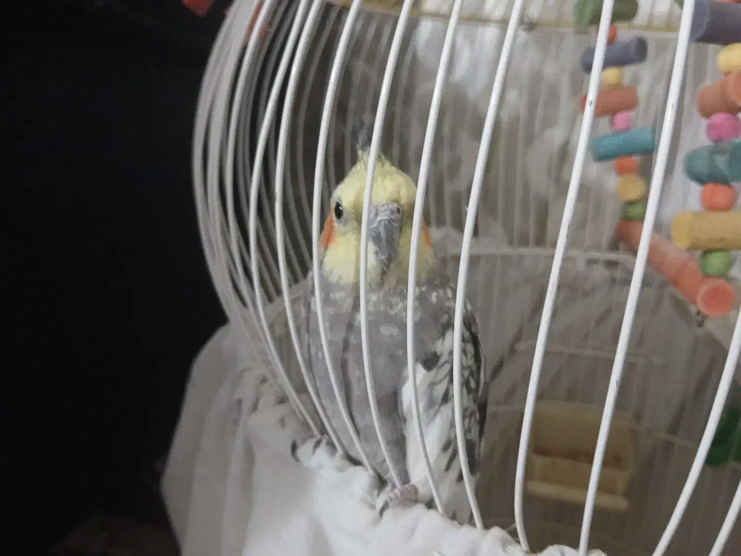 عروس هلندی نر|پرنده|ملایر, |دیوار