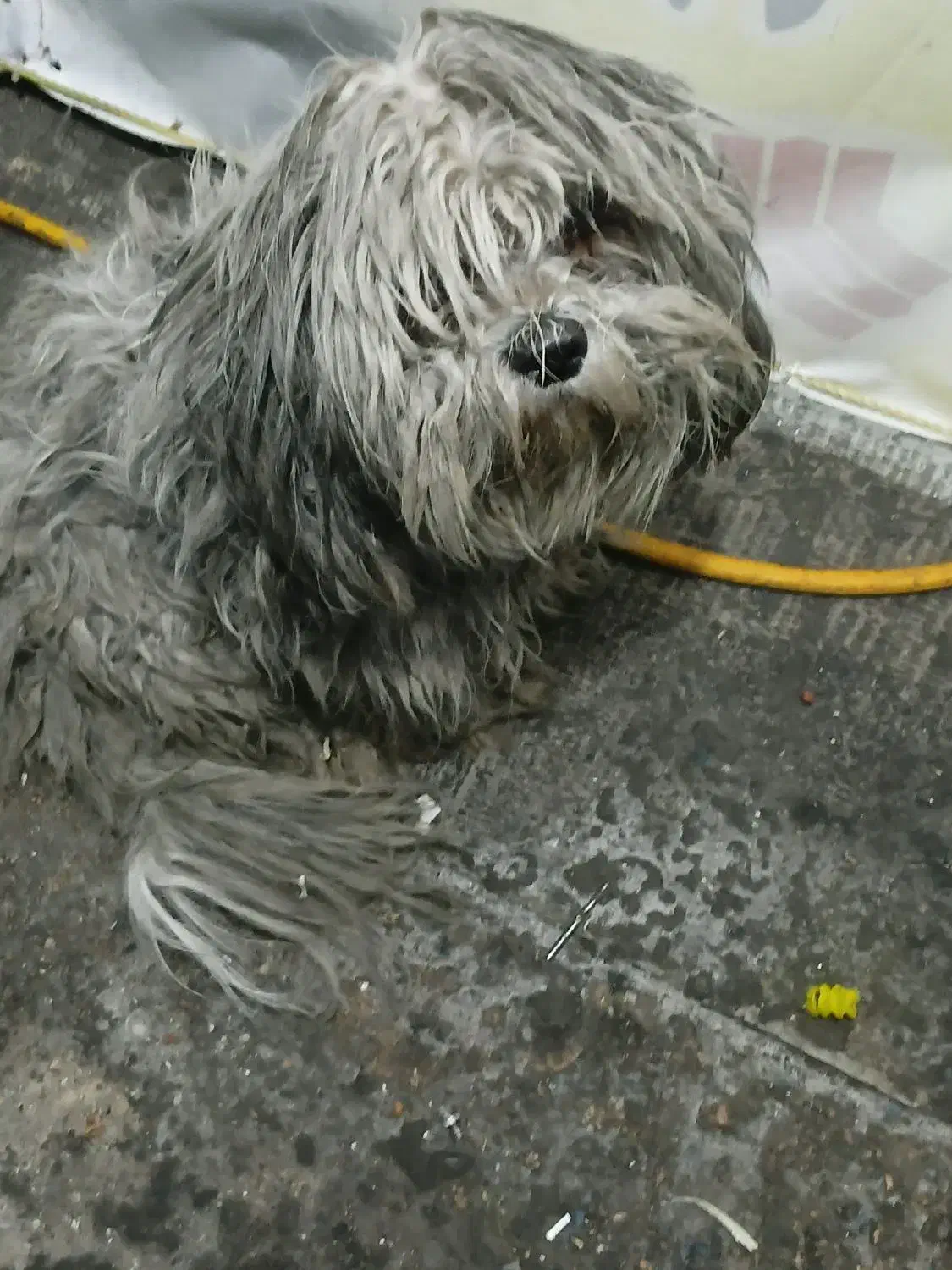 سگ شیتزو|سگ|الوند, |دیوار