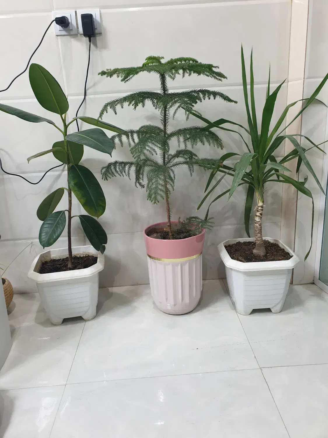 گل کاج مطبق گوش فیلی و یوکا|گل و گیاه طبیعی|سرپل ذهاب, |دیوار