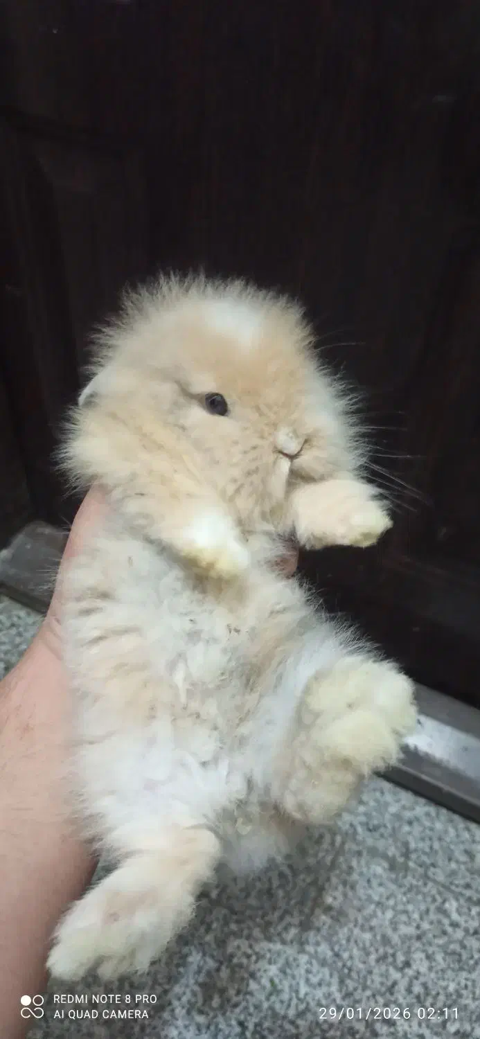 خرگوش مینیاتوری|موش و خرگوش|مشهد, کوی پلیس|دیوار