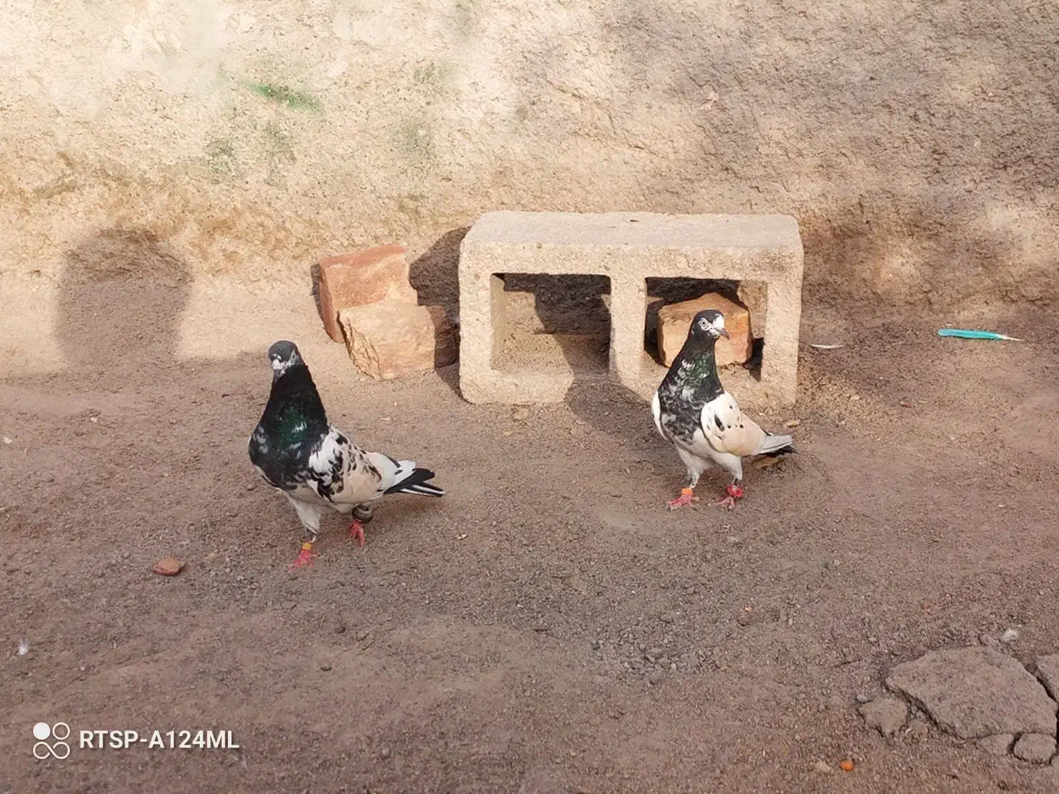 فروش فوری|پرنده|بزمان, |دیوار