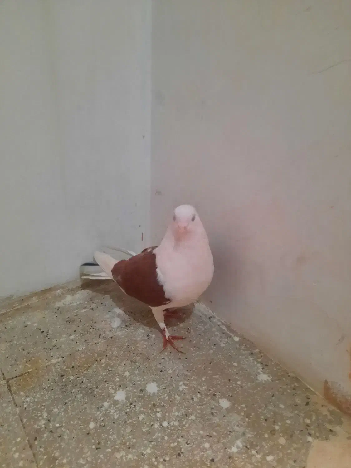 کفتر یا کبوتر یک جفت|پرنده|تهران, شمیران‌نو|دیوار