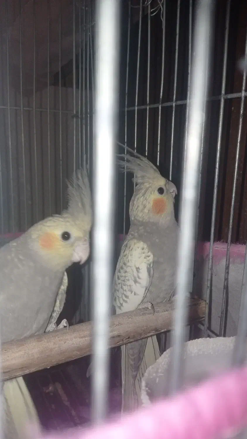 جوجه عروس هلندی|پرنده|کاشان, شهرک ۲۲ بهمن|دیوار