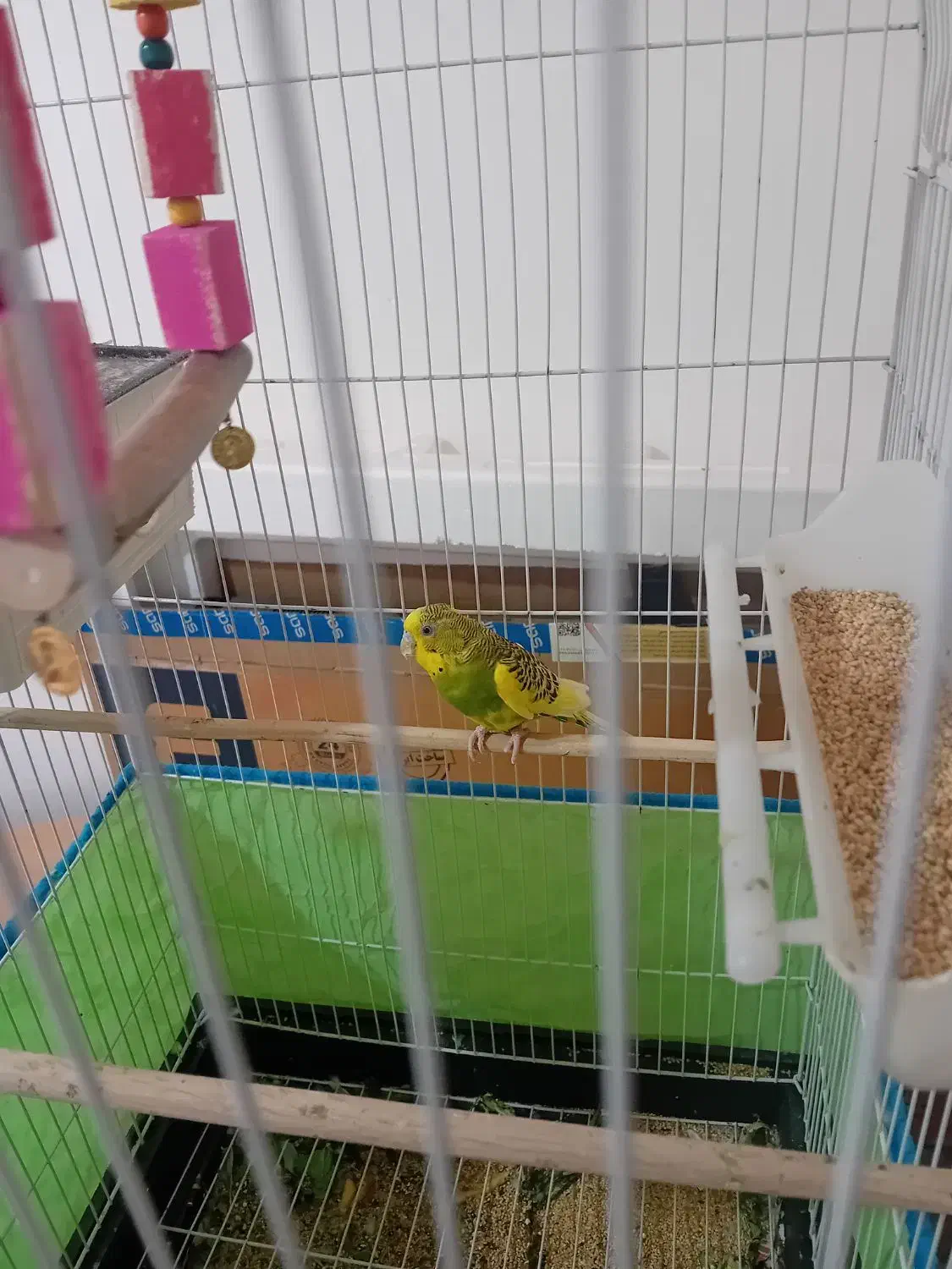 دوعدد مرغ عشق ماده به همراه قفس|پرنده|گرمسار, |دیوار