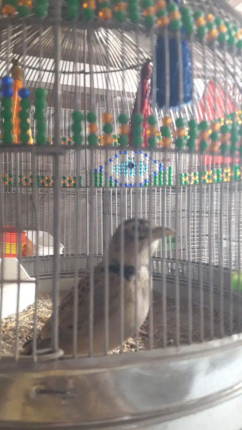 فروش دوعدد سهره مست مست کاگل بگیر|پرنده|بهبهان, |دیوار