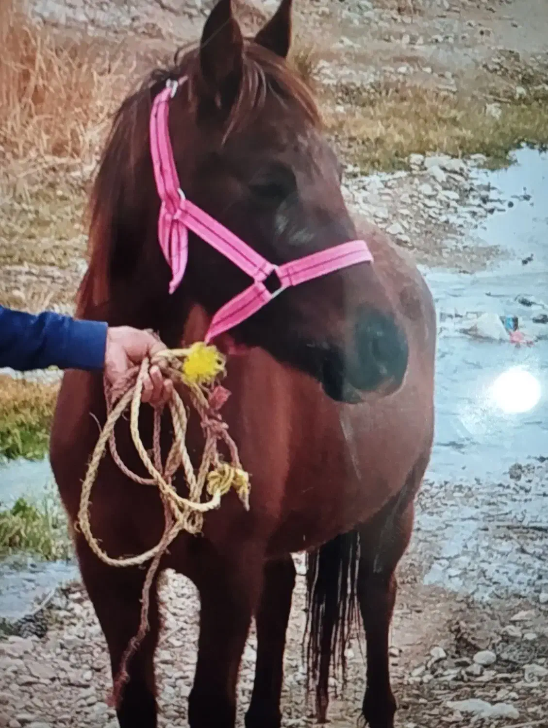 مادیون چهار شکم و نریون یک سوالو نیم|اسب و تجهیزات اسبسواری|سرولایت, |دیوار