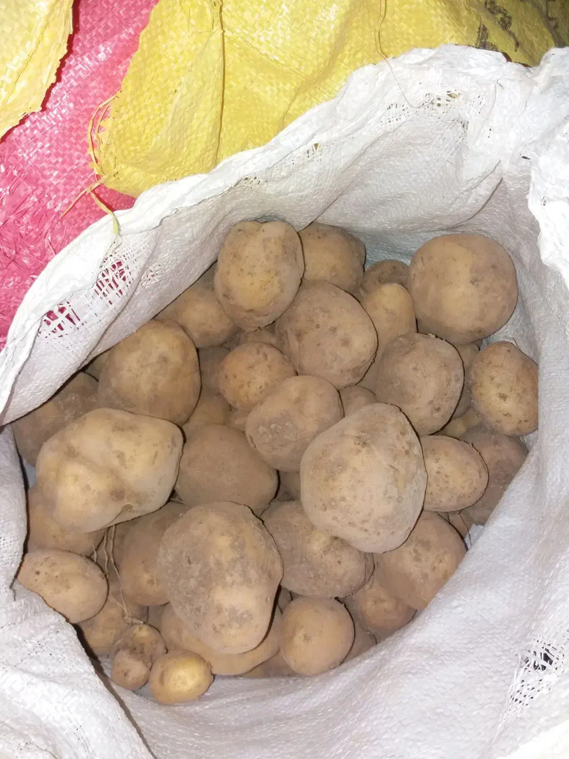 سیب زمینی مرغوب وسالم|خوردنی و آشامیدنی|دوتپه, |دیوار