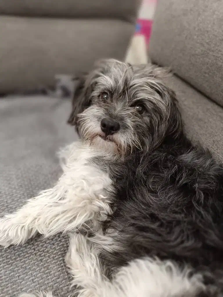 گمشده|سگ|کوهدشت, |دیوار