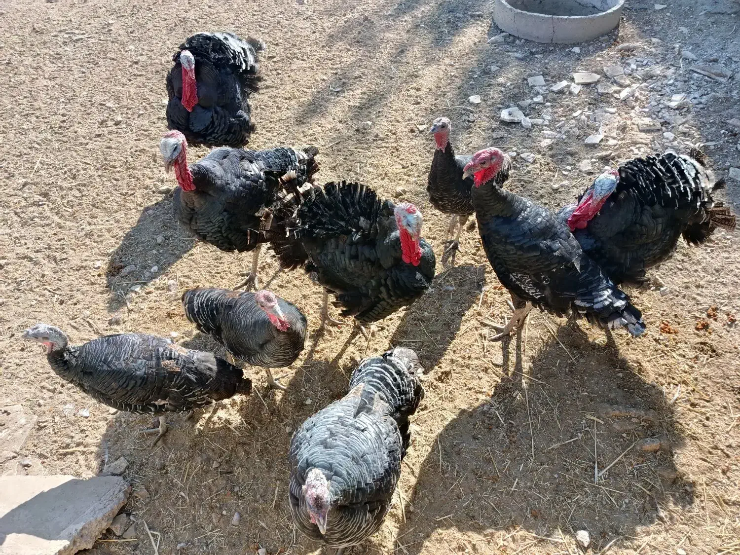 بوقلمون|حیوانات مزرعه|مرودشت, محمد آباد|دیوار