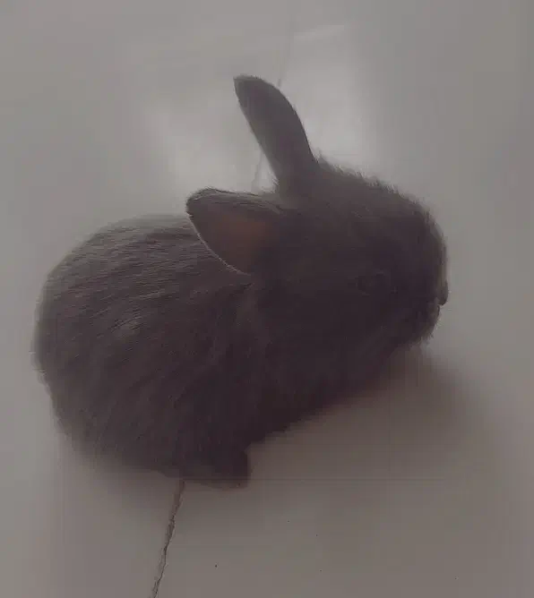 خرگوش لپی امریکایی|موش و خرگوش|تایباد, |دیوار