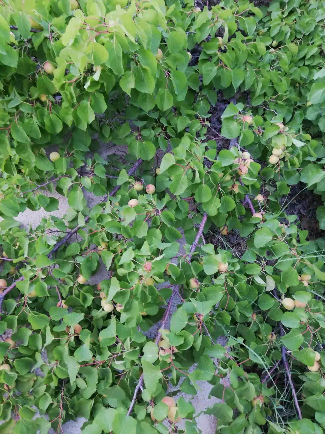 1650متر گود گویم|فروش زمین و ملک کلنگی|شیراز, گویم|دیوار